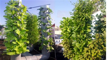 Công nghệ trồng rau sạch bằng phương pháp khí canh